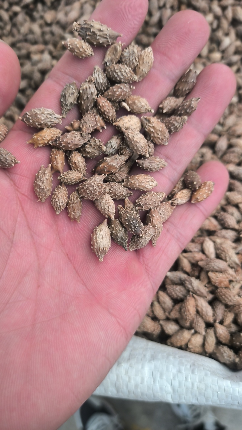 苍耳子无硫质量保证批发零售各种中药材农副产品……