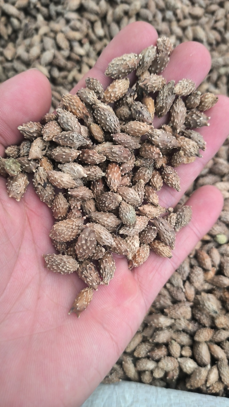 苍耳子无硫质量保证批发零售各种中药材农副产品……