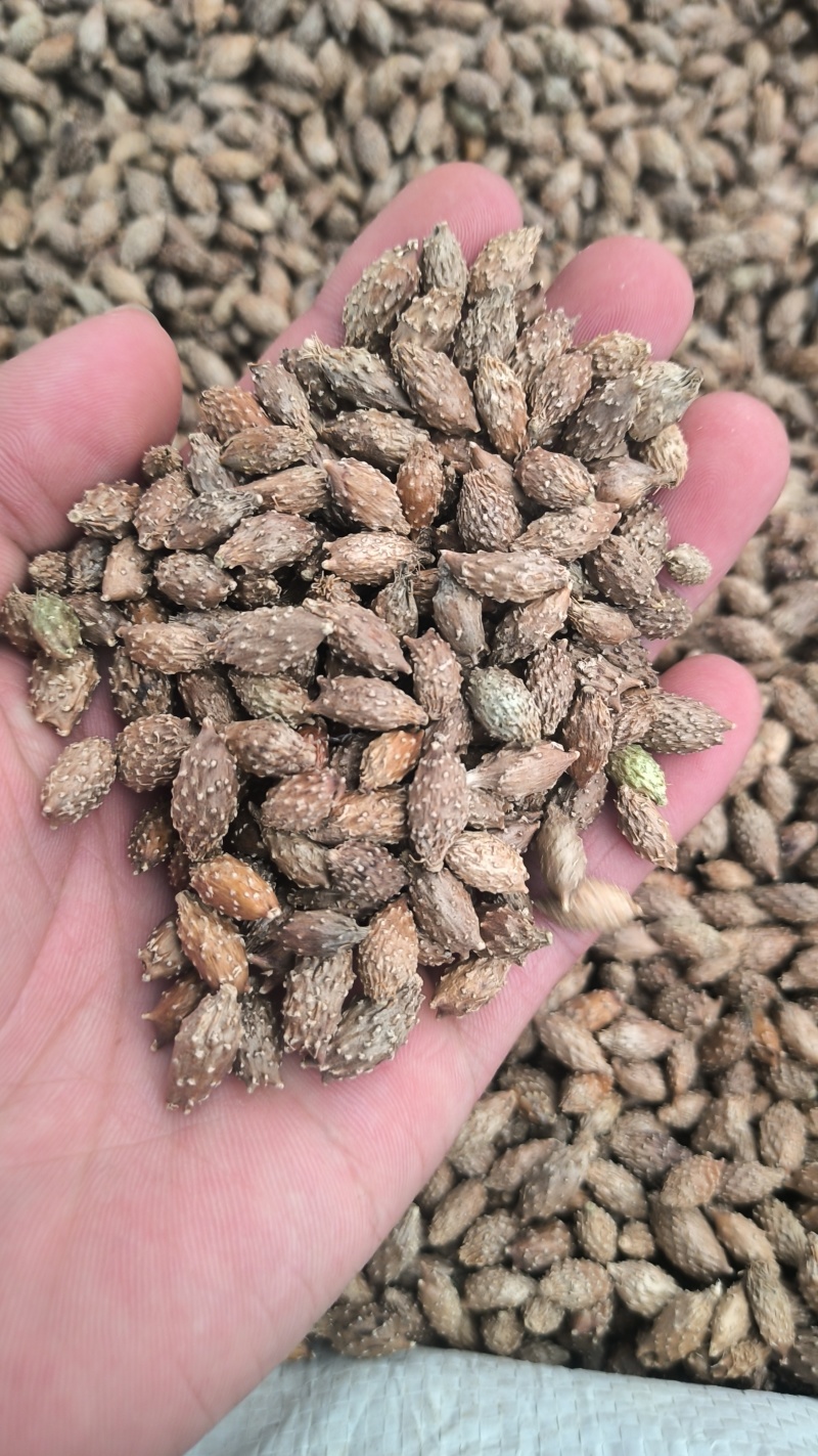 苍耳子无硫质量保证批发零售各种中药材农副产品……