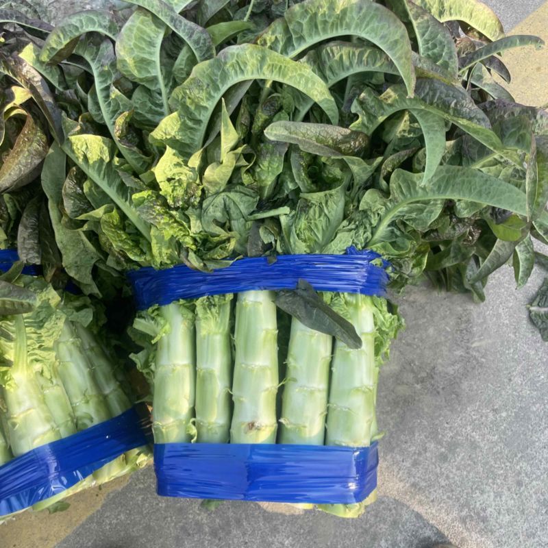 红叶莴笋大量上市