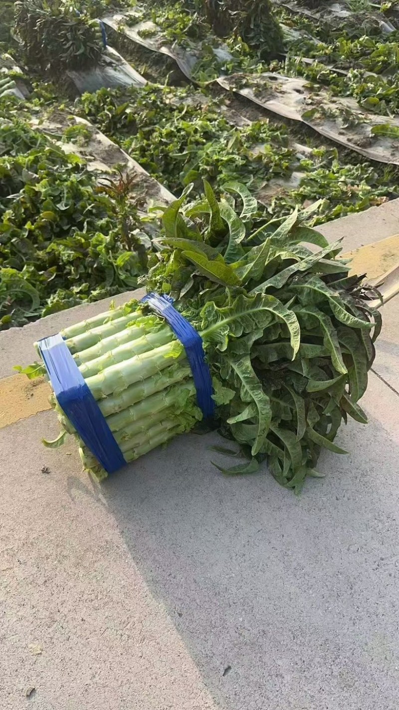 红叶莴笋大量上市