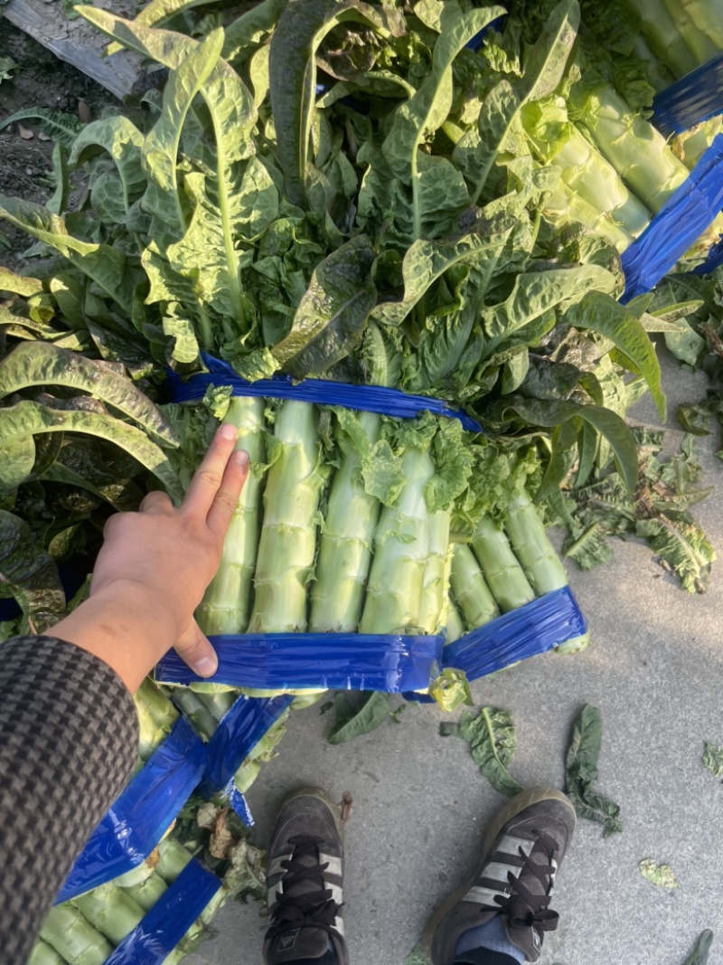 红叶莴笋大量上市