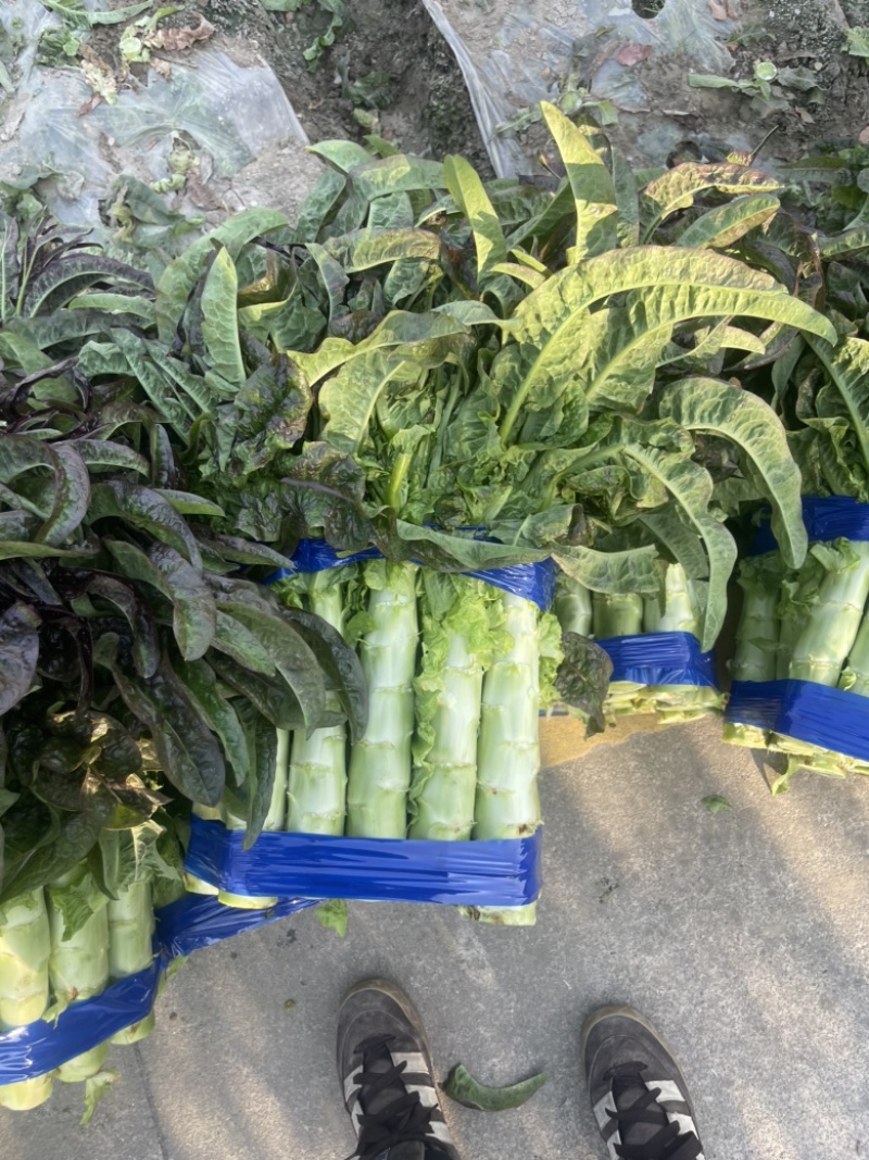 红叶莴笋大量上市