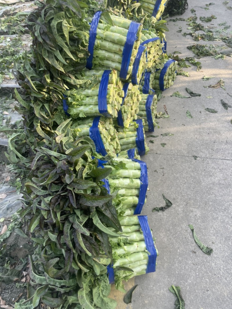 红叶莴笋大量上市