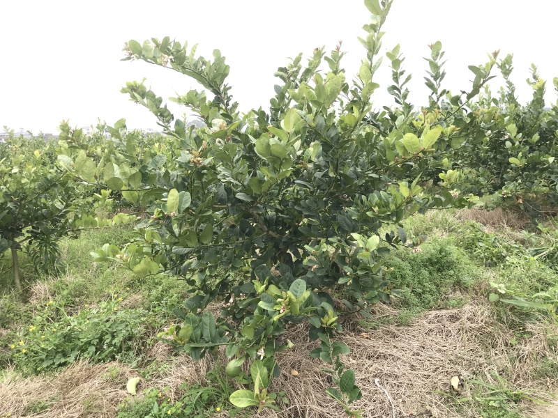 正宗广东香水柠檬苗
