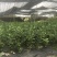 正宗广东香水柠檬苗
