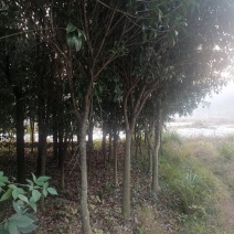 售卖5~10公分桂花树