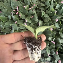 精品西葫芦苗货源充足量大从优质量保证欢迎咨询