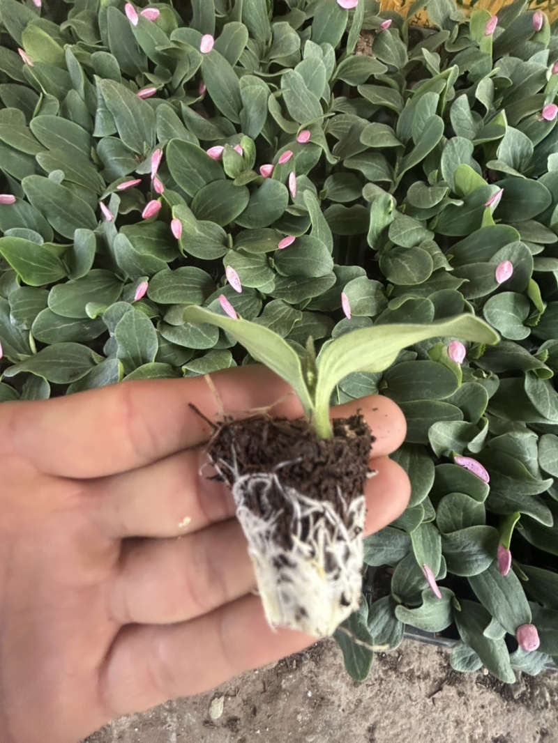 精品西葫芦苗货源充足量大从优质量保证欢迎咨询
