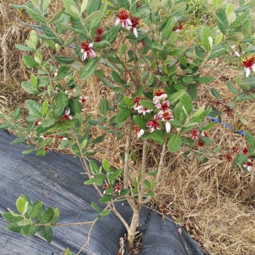 菲油果树苗