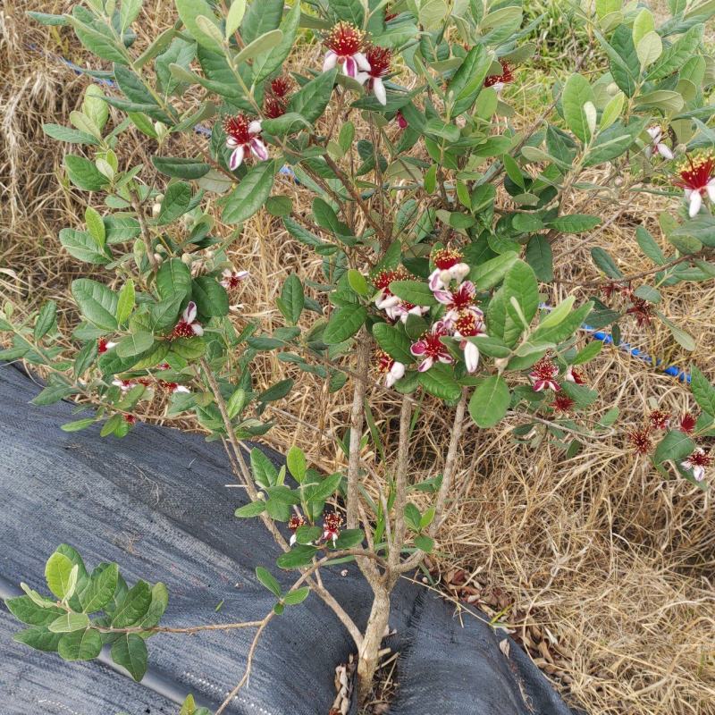 菲油果树苗