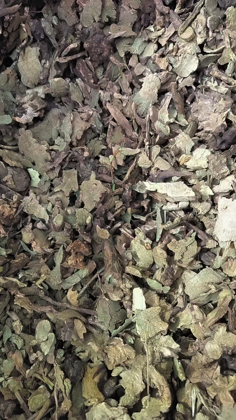 香茶菜根铁菱角产地一手货源常年大货供应