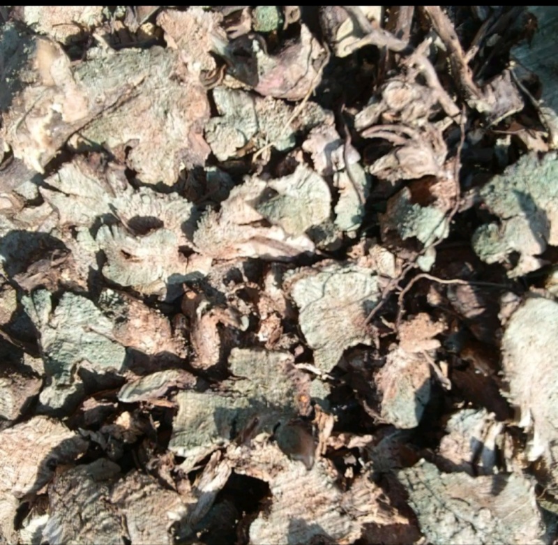 香茶菜根铁菱角产地一手货源常年大货供应