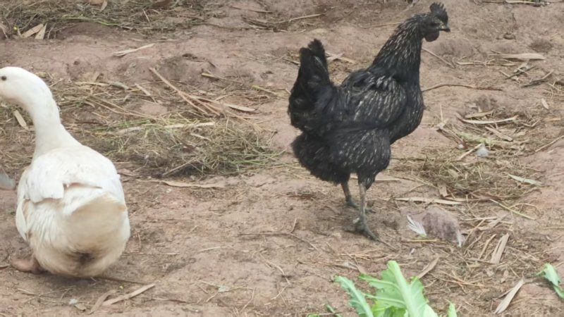 自家散养土鸡活鸡6个月以上纯粮食喂养肉质筋道营养