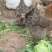 自家散养土鸡活鸡6个月以上纯粮食喂养肉质筋道营养