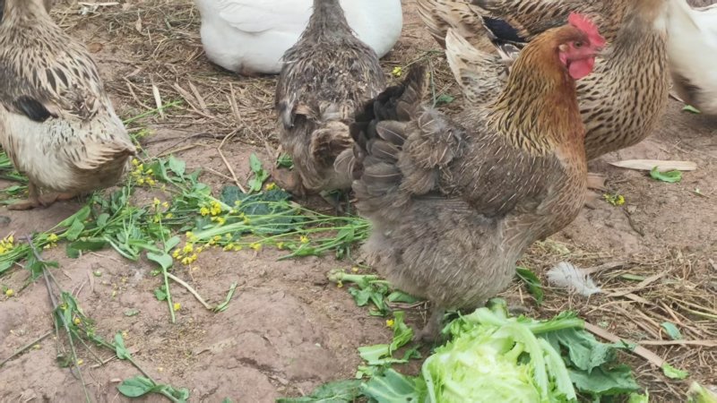 自家散养土鸡活鸡6个月以上纯粮食喂养肉质筋道营养
