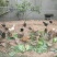 自家散养土鸡活鸡6个月以上纯粮食喂养肉质筋道营养