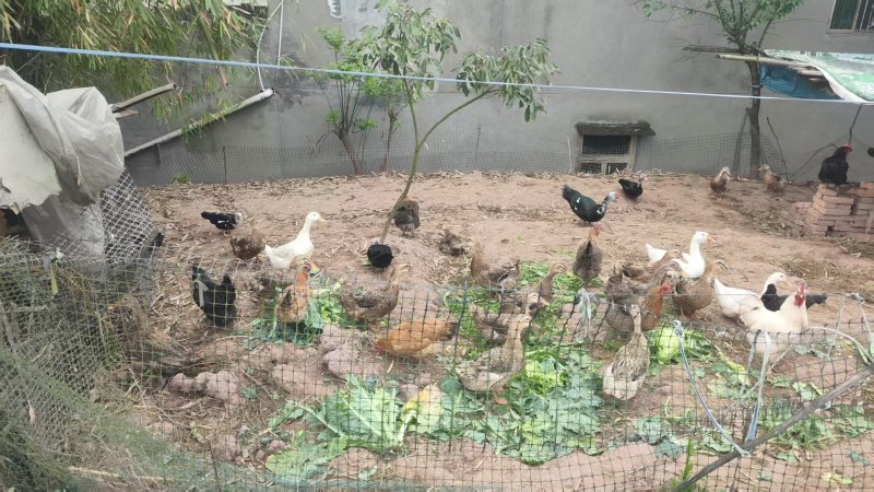 自家散养土鸡活鸡6个月以上纯粮食喂养肉质筋道营养