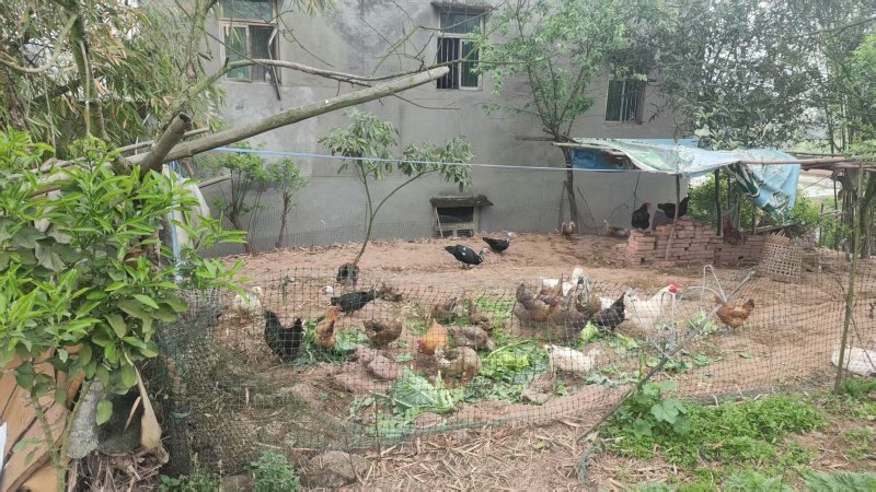自家散养土鸡活鸡6个月以上纯粮食喂养肉质筋道营养
