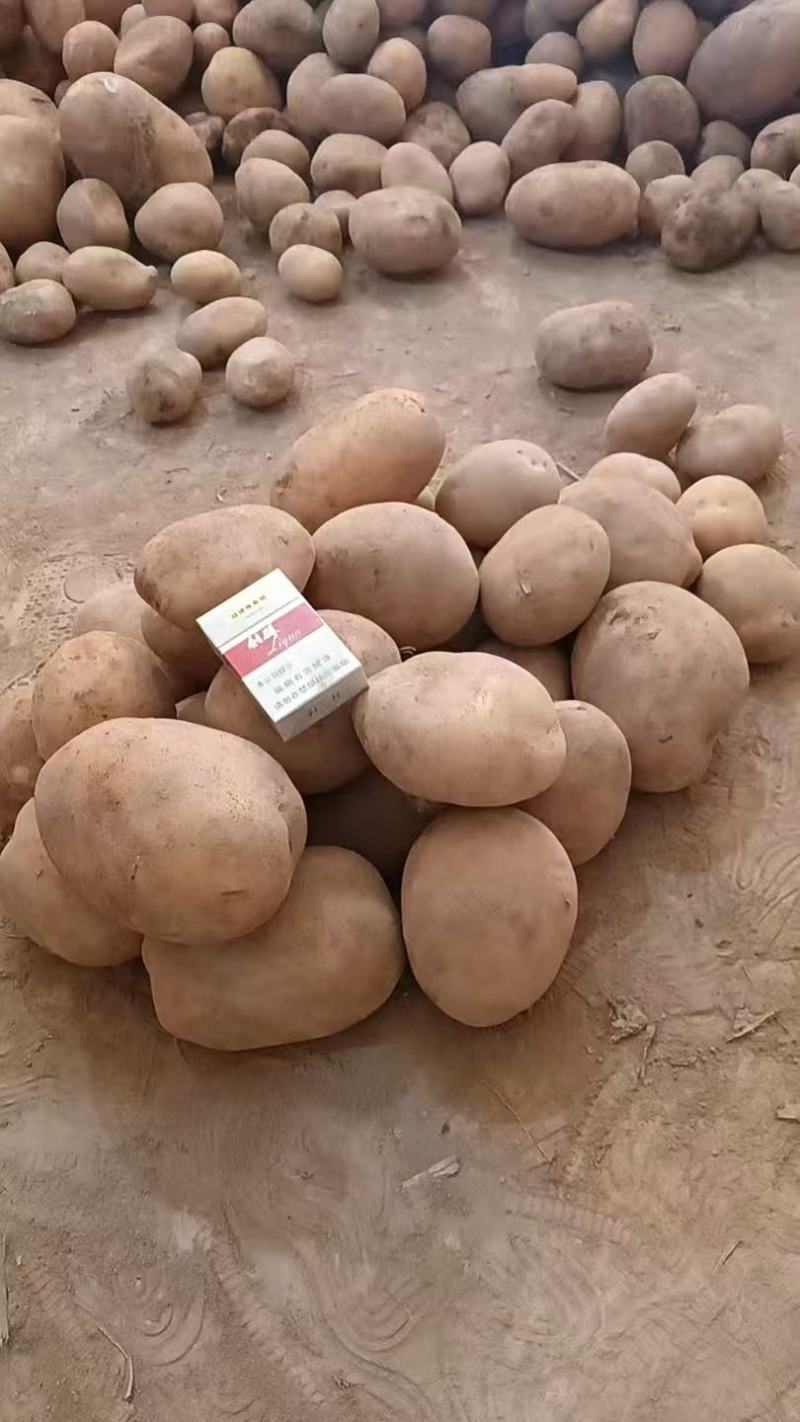 沃土土豆黄心黄皮沙地土豆，大量现货，欢迎采购