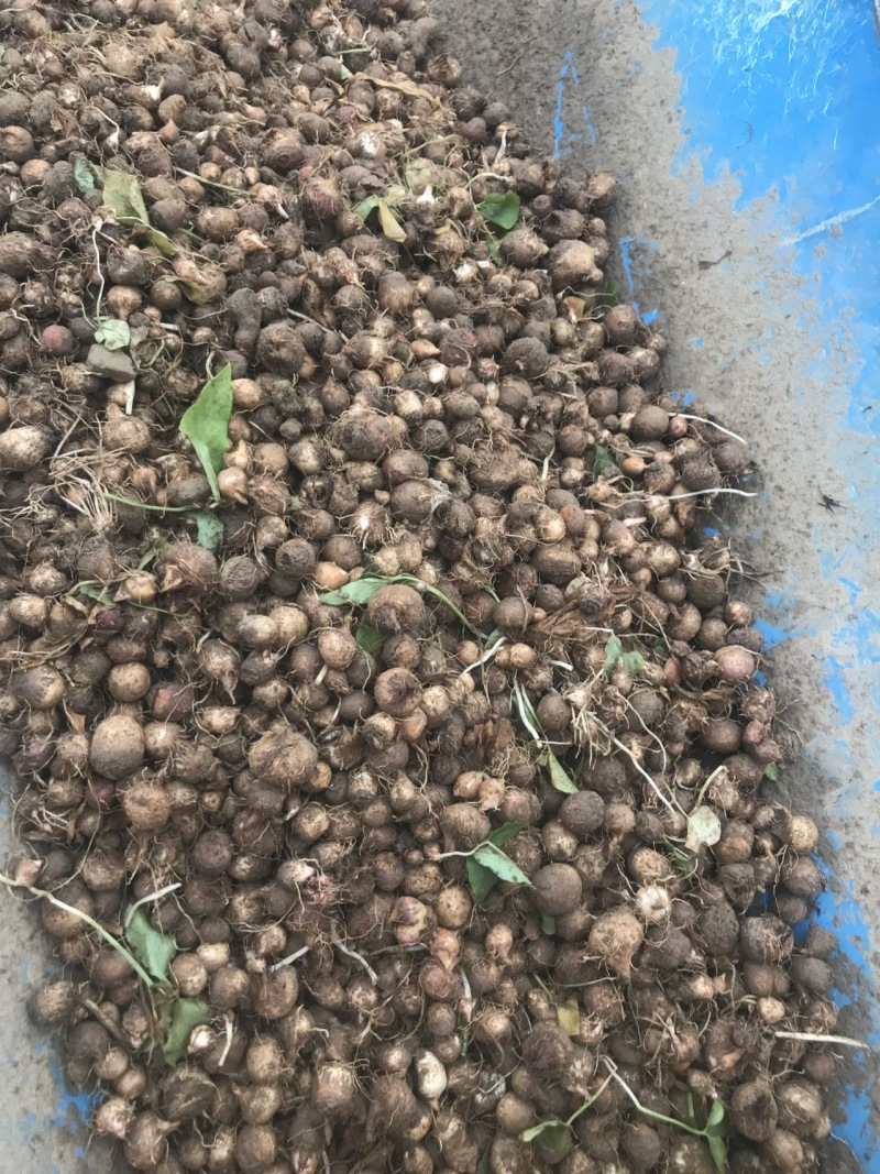 半夏种子半夏种苗，大量供应，抗病，存活率高