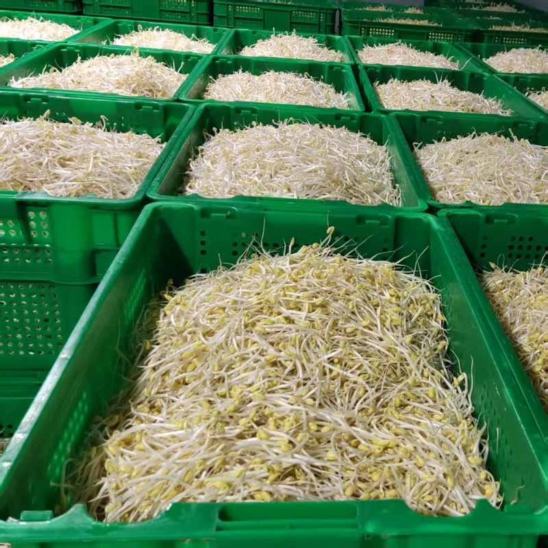 豆芽