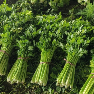 新鲜现割滴芹菜物美价廉！青翠无丝
