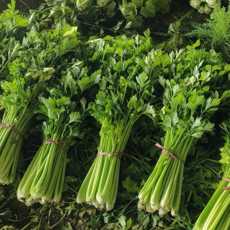 新鲜现割滴芹菜物美价廉！青翠无丝