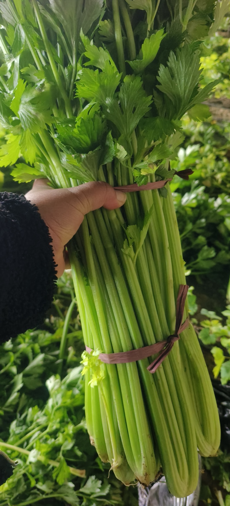 新鲜现割滴芹菜物美价廉！青翠无丝