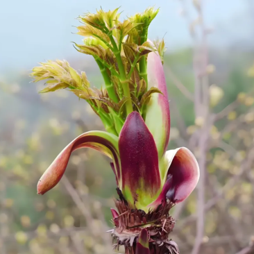 野菜
