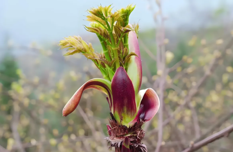野菜