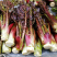 野菜