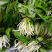 野菜