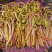 野菜