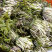 野菜