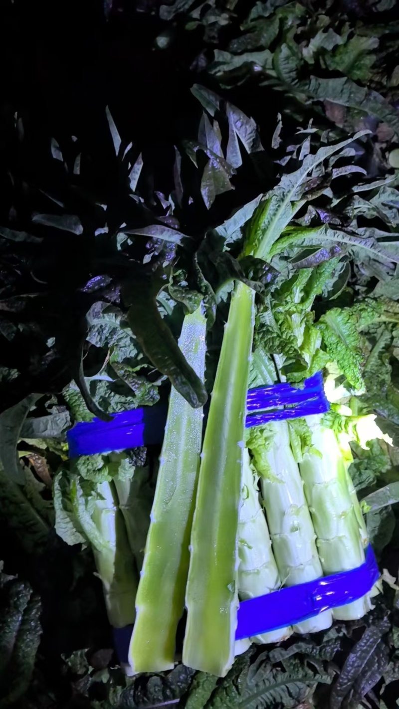 【实力】河南开封红莴笋红叶尖莴苣-产地直发-规格齐全