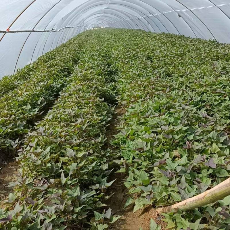 《红薯苗》哈密红薯苗/河南红薯苗/基地直发/全国发货