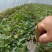 《红薯苗》哈密红薯苗/河南红薯苗/基地直发/全国发货