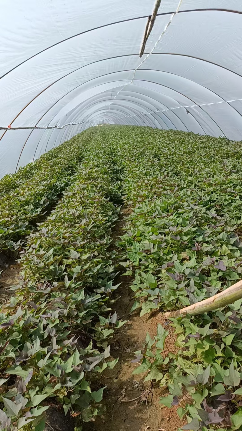 《红薯苗》哈密红薯苗/河南红薯苗/基地直发/全国发货