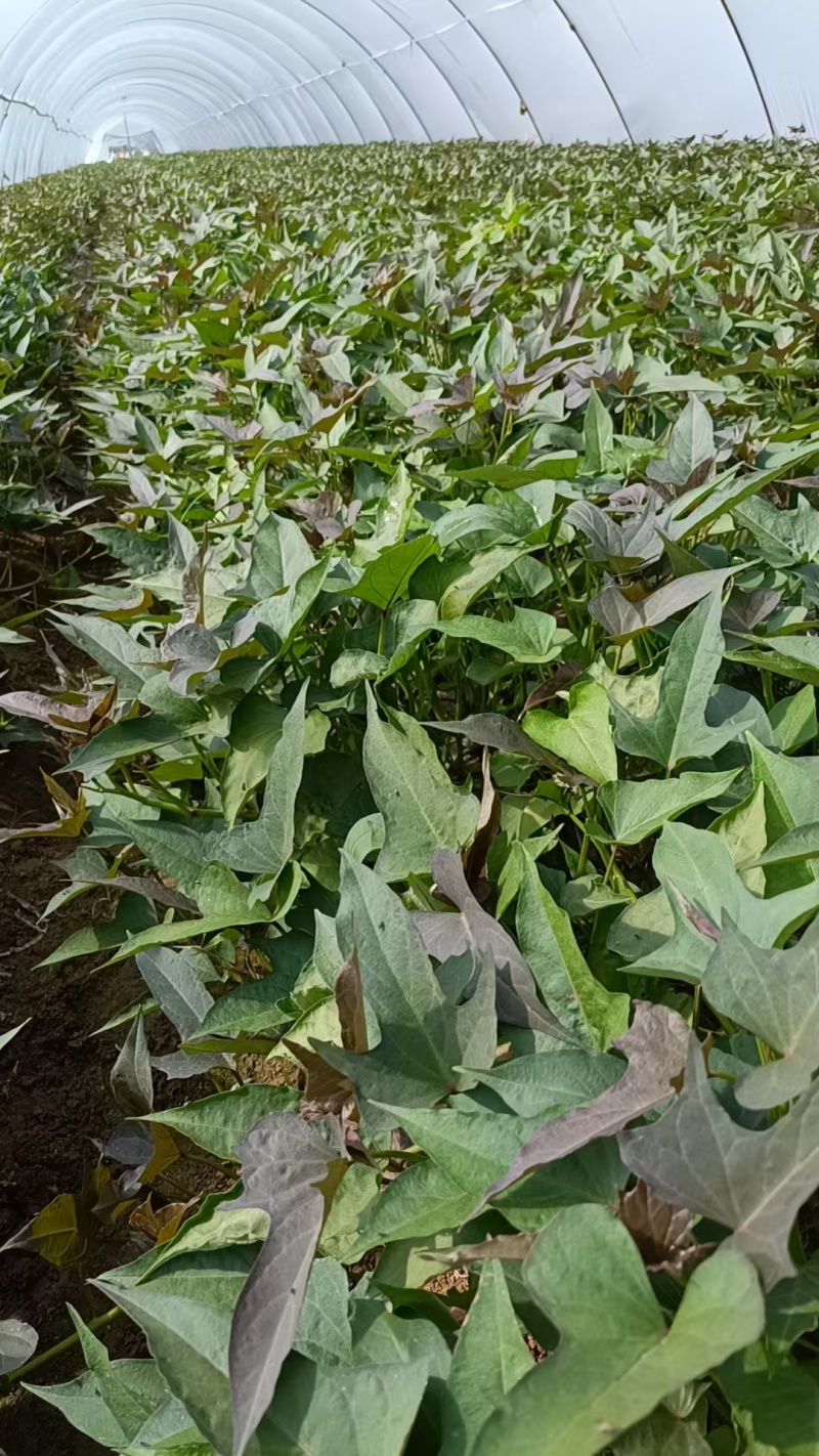 《红薯苗》哈密红薯苗/河南红薯苗/基地直发/全国发货