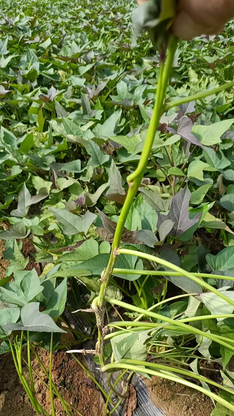 《红薯苗》哈密红薯苗/河南红薯苗/基地直发/全国发货