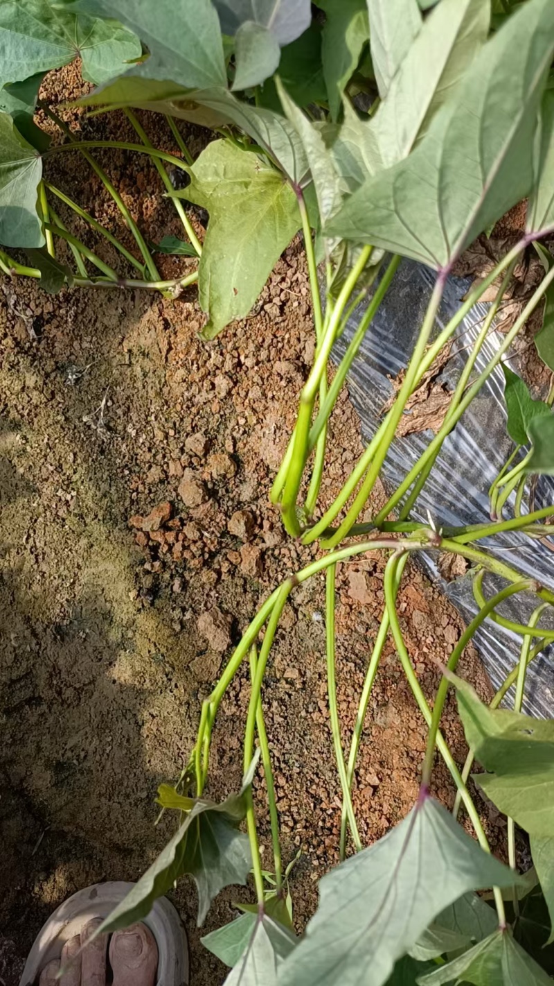 《红薯苗》哈密红薯苗/河南红薯苗/基地直发/全国发货