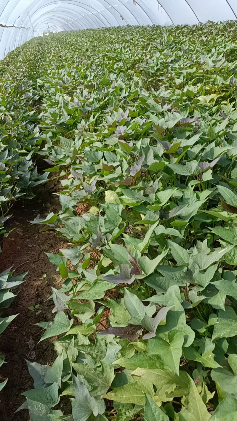 《红薯苗》哈密红薯苗/河南红薯苗/基地直发/全国发货
