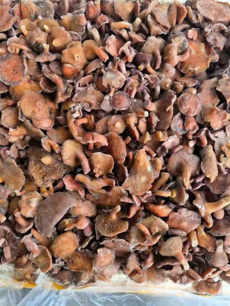 野生红乳牛肝菌批发源头菌农直供菌肉肥厚无虫蛀餐饮/冻货