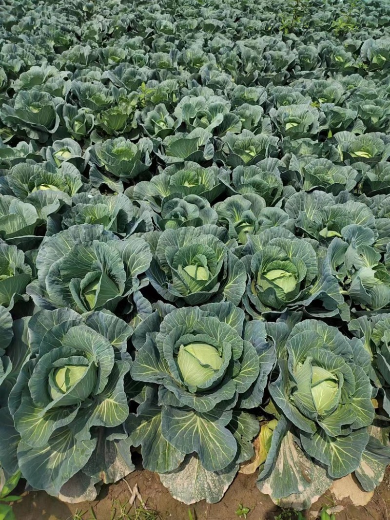 湖南本地扁包菜平包基地直供零售走货电商选购，欢迎联系
