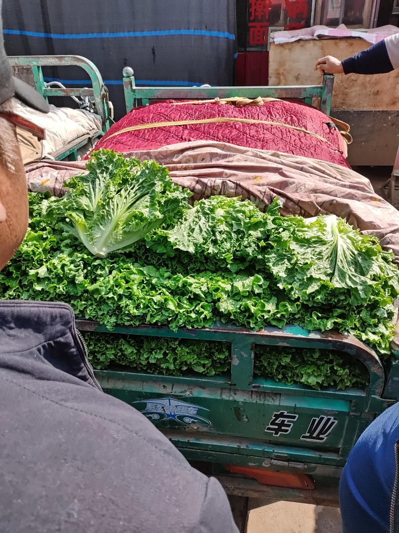 青叶生菜基地供货，量大质优价格优惠一手货源欢迎咨询