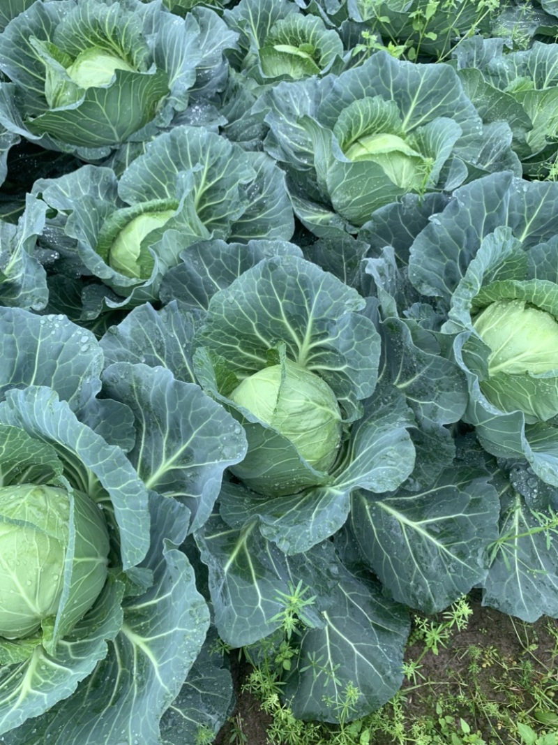 豫艺水果甘蓝，广西灌阳优质蔬菜水果甘蓝脆甜