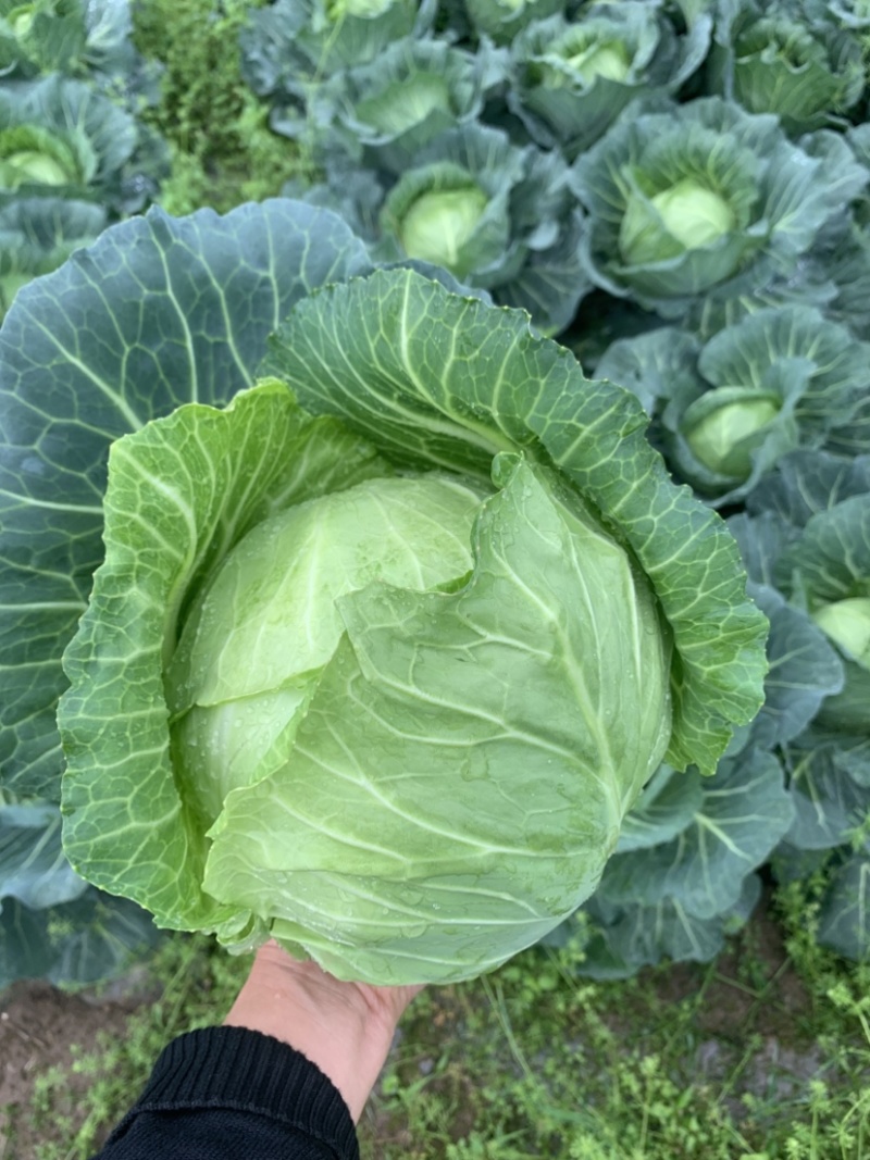 豫艺水果甘蓝，广西灌阳优质蔬菜水果甘蓝脆甜