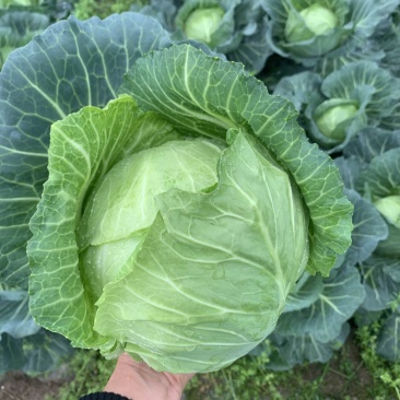 豫艺水果甘蓝，广西灌阳优质蔬菜水果甘蓝脆甜