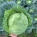 豫艺水果甘蓝，广西灌阳优质蔬菜水果甘蓝脆甜